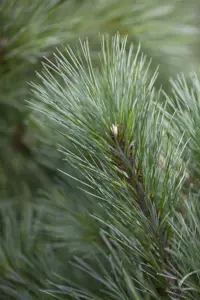 Pinus strobus 'Brevifolia'