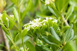 Pittosporum tobira - 80-100 CM C10 - image 3