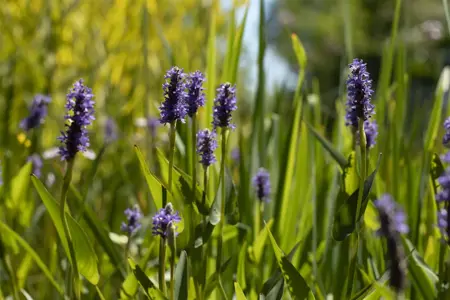 Pontederia cordata - P9 - image 3