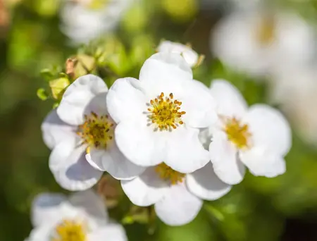 Potentilla f. 'Abbotswood' - 1.5 Ltr pot - image 2