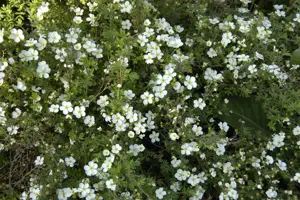 Potentilla f. 'Abbotswood' - 1.5 Ltr pot - image 5