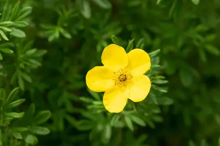 Potentilla f. 'Goldfinger' - 40-60 CM C10 - image 4