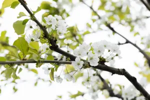 Prunus avium 'Inspecteur L?hnis' - STDS 8-10 CM - image 2