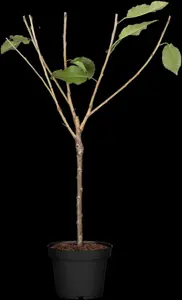 Prunus avium 'Inspecteur L?hnis' - STDS 8-10 CM - image 2