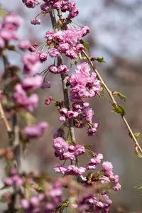 PRUNUS KIKU SHID ZAK 12L TW 120 - image 5