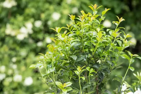 Prunus laurocerasus 'Ani' - 40 CM BALL C12 - image 3