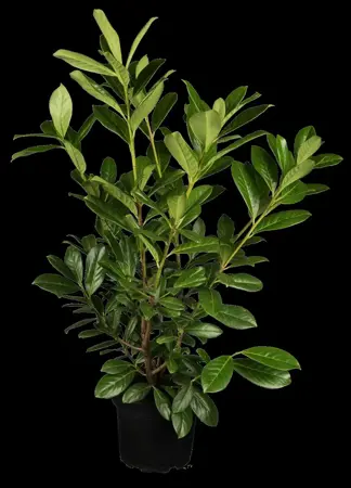 Prunus laurocerasus 'Goris Gold' - P9 - image 1