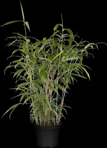 Pseudosasa japonica - 140-160 CM C10 - image 3