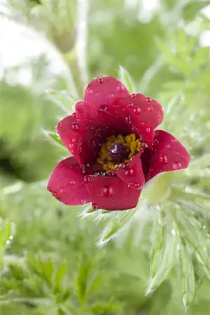 Pulsatilla vulgaris - 2 Ltr pot - image 1