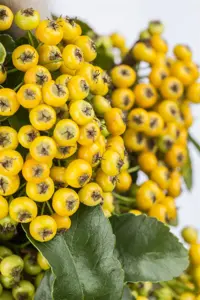 Pyracantha cocc. 'Lani' - 125-150 CM C2 - image 4