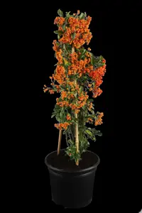 Pyracantha cocc. 'Red Column' - 150-175 CM C3 - image 2