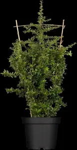 Pyracantha 'Teton' - 40-50 CM C3 - image 2