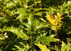 Quercus palustris 'Green Dwarf' - P9 - image 2