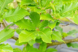 Quercus pontica