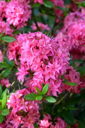 Rhododendron (AK) 'Homebush' - 30-40 CM C5 - image 1