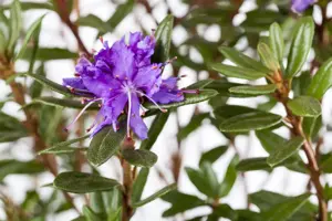 Rhododendron 'Azurika' - P12 - image 4