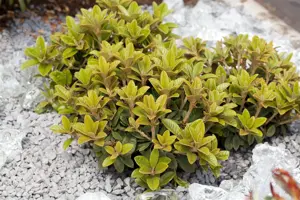 Rhododendron 'Catawb. Grandiflorum' - 30-40 CM C5 - image 3