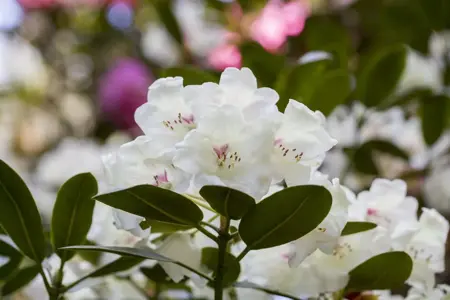 Rhododendron 'Hachmann's Picobello' - 30-40 CM C5 - image 1