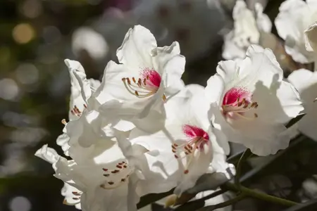 Rhododendron 'Hachmann's Picobello' - 30-40 CM C5 - image 3