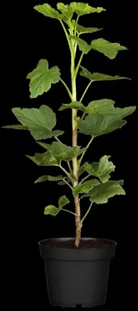 Ribes r. 'Jonkheer van Tets' - 2 Ltr pot - image 3