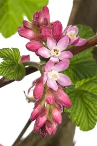 Ribes sang. 'King Edward VII' - 60-80 CM C5 - image 2