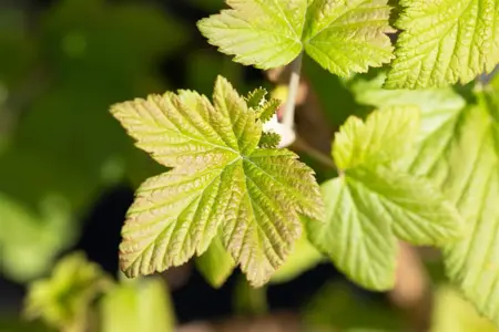 Ribes sang. 'Pulborough Scarlet' - 3 Ltr pot - image 2