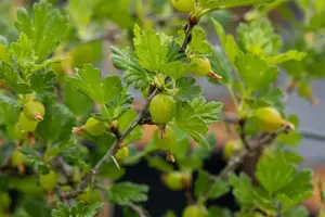 Ribes u.-c. 'Hinnonm?ki Gul'  - 2 Ltr, 3 canes - image 4