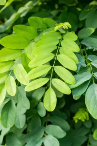 Robinia ps. 'Umbraculifera' - 1/2 STDS C7.5 - image 4