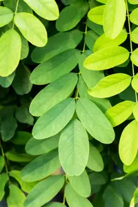 Robinia ps. 'Umbraculifera' - 1/2 STDS C7.5 - image 5