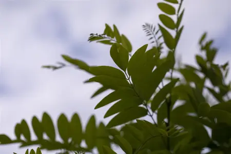 Robinia ps. 'Umbraculifera' - 1/2 STDS C7.5 - image 2
