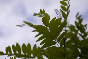 Robinia ps. 'Umbraculifera' - 1/2 STDS C7.5 - image 2
