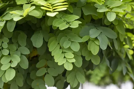 Robinia ps. 'Umbraculifera' - 1/2 STDS C7.5 - image 3