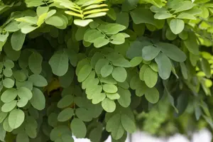 Robinia ps. 'Umbraculifera' - 1/2 STDS C7.5 - image 3
