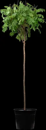 Robinia ps. 'Umbraculifera' - 1/2 STDS C7.5 - image 1