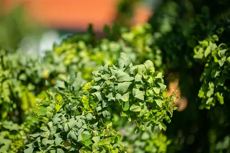 Robinia pseud. 'Lace Lady' - 30-40 CM C4 - image 5