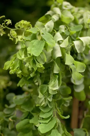 Robinia 'Twisty Baby' - 1/2 STDS C7.5 - image 4