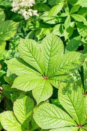 Rodgersia pinnata - 1.5 Ltr pot - image 5