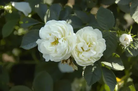 Rosa 'Alba Maxima' - 4 Ltr pot