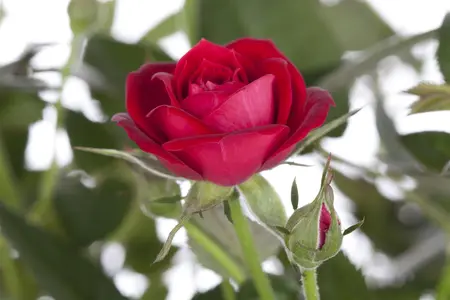 Rosa (F) 'Un Grande Salut' - 10 Ltr pot - image 2