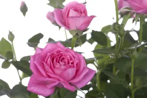 Rosa (H) 'Buff Beauty' - 4 Ltr pot - image 3