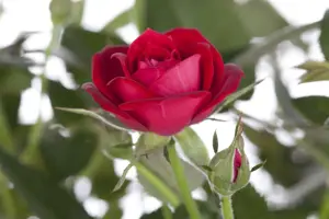 Rosa (H) 'Gabriel Oak' - 4 Ltr pot - image 2