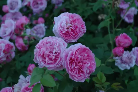 Rosa (H) 'Louise Odier' - 4 Ltr pot - image 5
