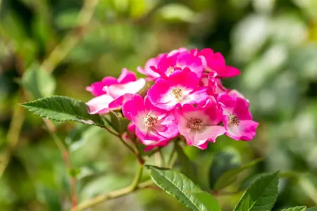 Rosa (H) 'Mortimer Sackler' - 4 Ltr pot