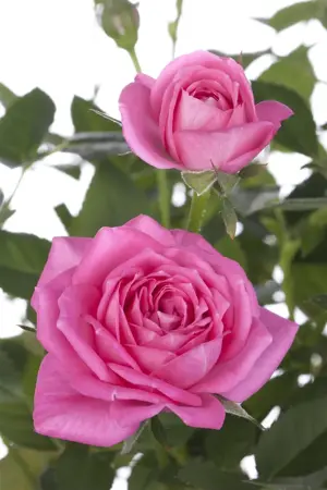 Rosa 'Jolandia' - 1.5 Ltr pot - image 4