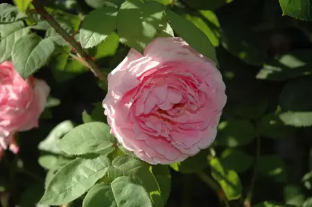 Rosa (K) 'Constance Spry' - 4 Ltr pot - image 2