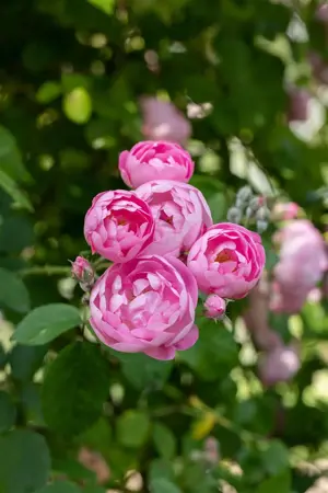 Rosa (K) 'Raubritter' - 4 Ltr pot - image 5