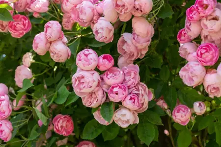Rosa (K) 'Raubritter' - 4 Ltr pot - image 1