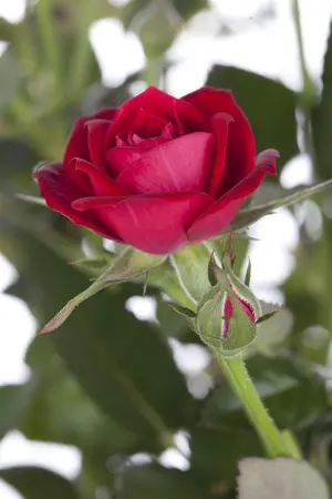 Rosa 'Nervia' - 3 Ltr pot - image 1