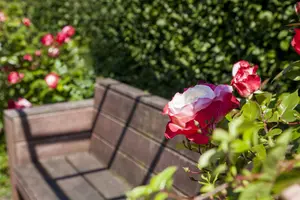 Rosa 'Parfumosa' - 3 Ltr pot - image 5