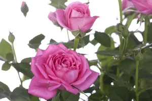 Rosa 'Stephanie's Wish' - 60 CM STEM 5L - image 3